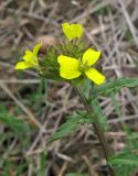 Erysimum cuspidatum