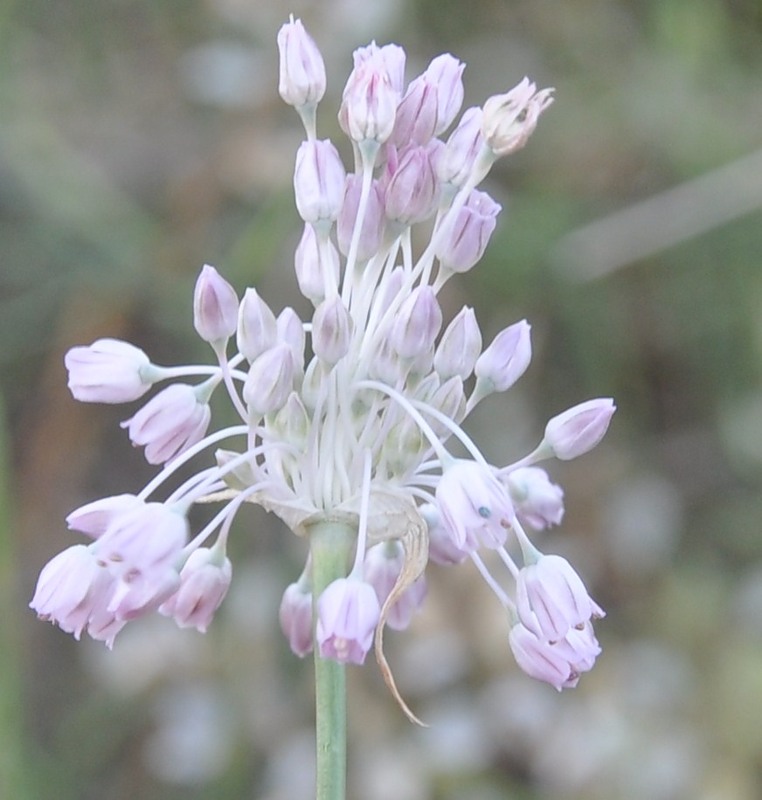 Image of Allium erythraeum specimen.