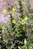 Scutellaria microdasys