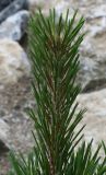 Pinus cembra