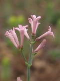 Asperula tenella. Верхушка соцветия. Крым, Севастополь, плато Карань. 24 июня 2013 г.