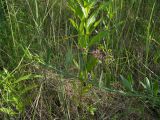 Lathyrus sylvestris