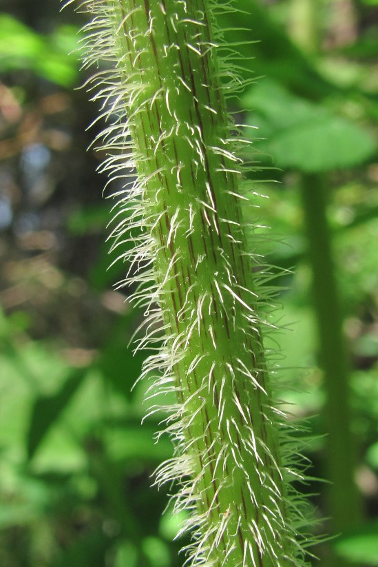 Изображение особи Crepis sibirica.