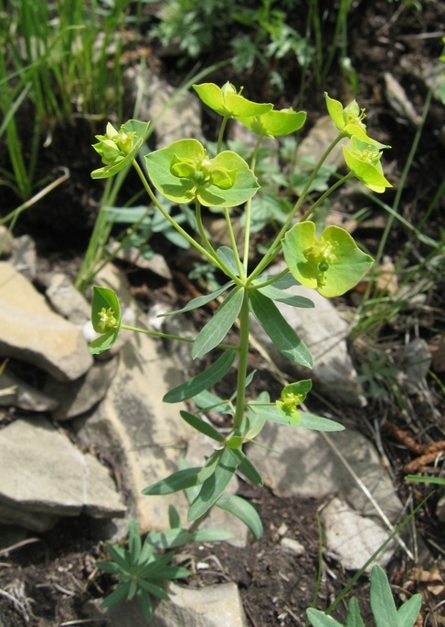 Изображение особи Euphorbia rossica.
