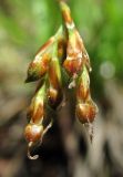 Carex ornithopoda. Соплодие. Архангельская обл., Пинежский р-н, восточные окр. Пинежского заповедника, на склоне в карстовом логу. 21.06.2013.