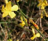 Jasminum nudiflorum. Веточки с цветком, бутоном и почками. Германия, г. Bad Lippspringe, в культуре. 02.02.2014.