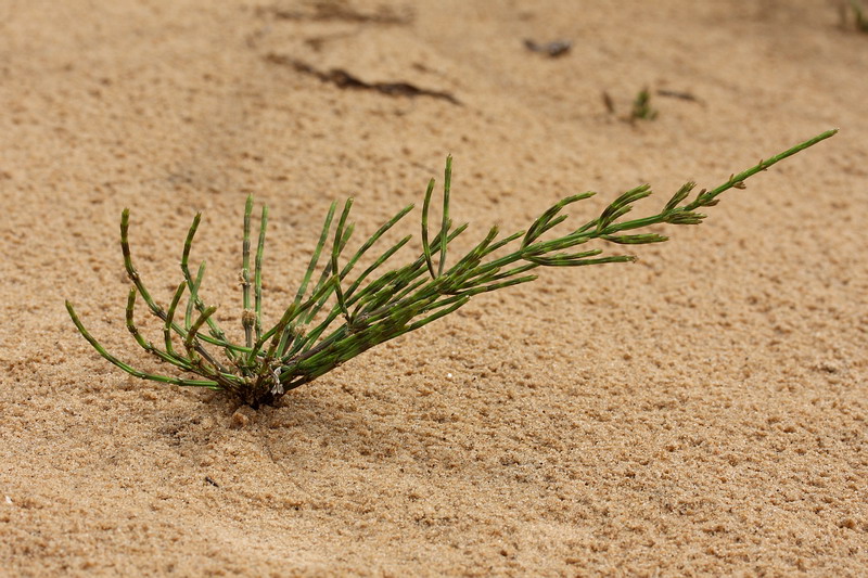 Изображение особи Equisetum arvense.