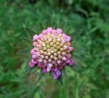 Knautia arvensis