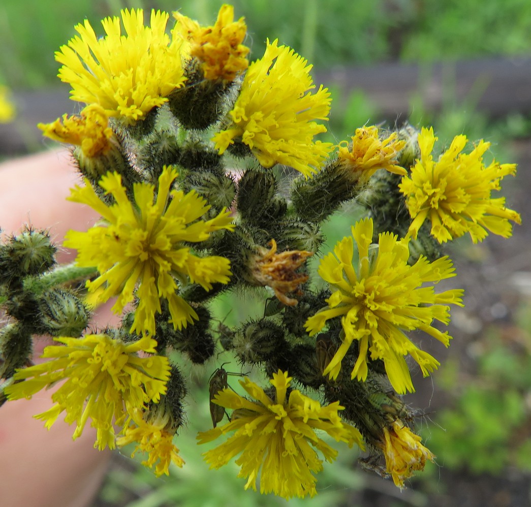 Изображение особи Pilosella novosibirskensis.