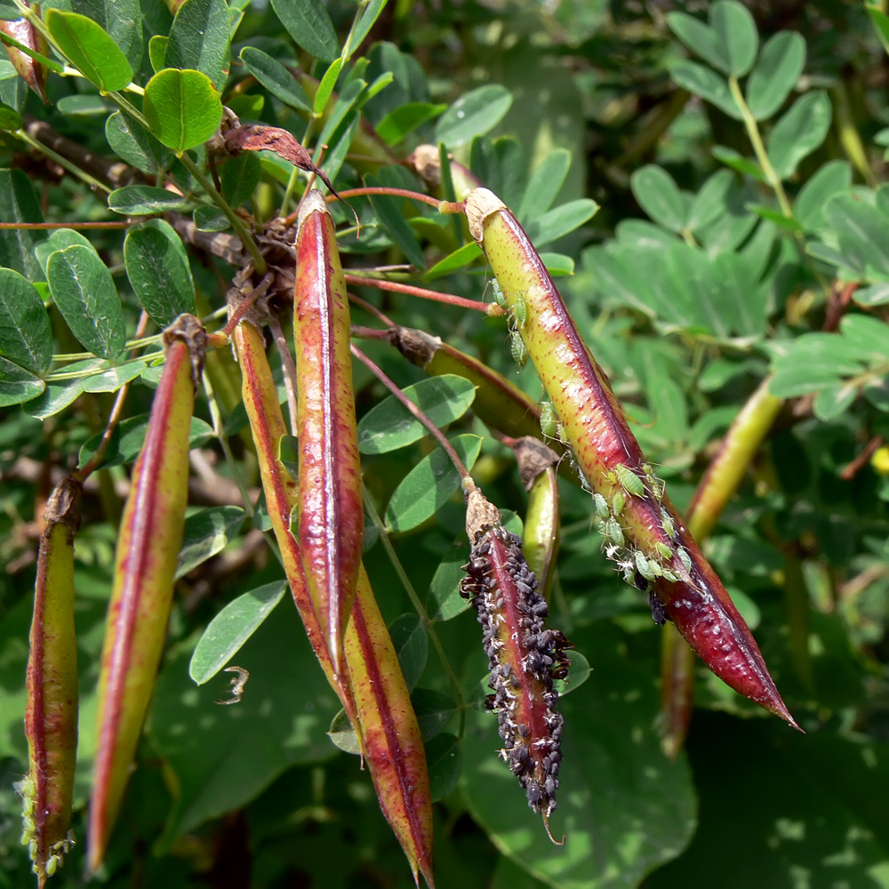 Изображение особи Caragana arborescens.