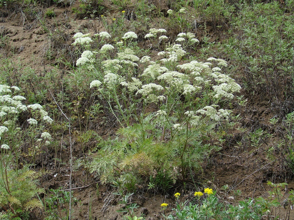 Изображение особи Kitagawia baicalensis.