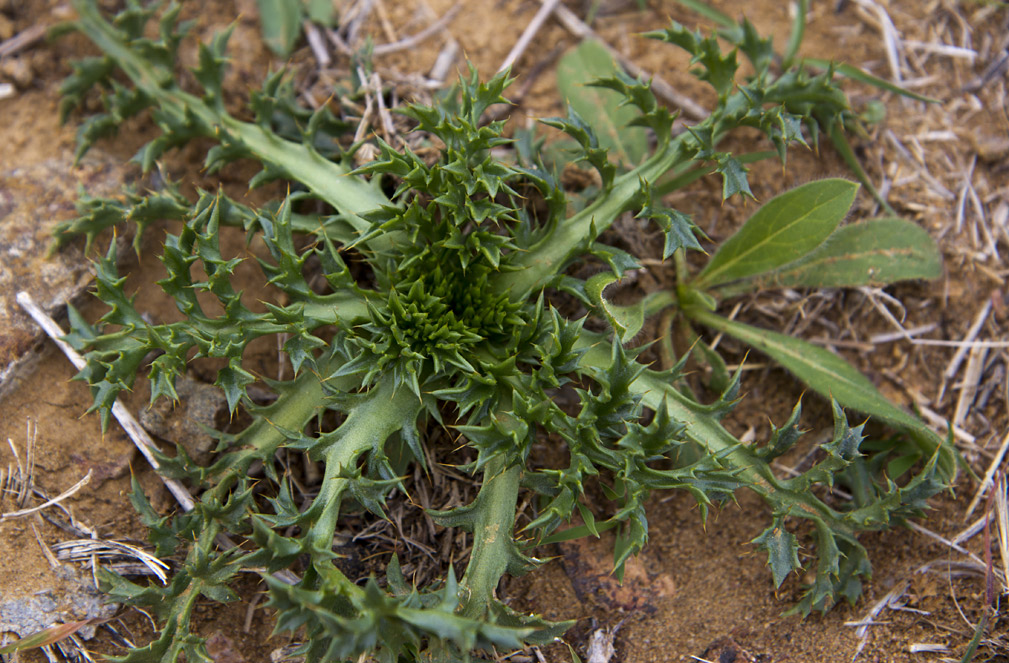 Изображение особи Carlina gummifera.