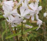 Saponaria officinalis