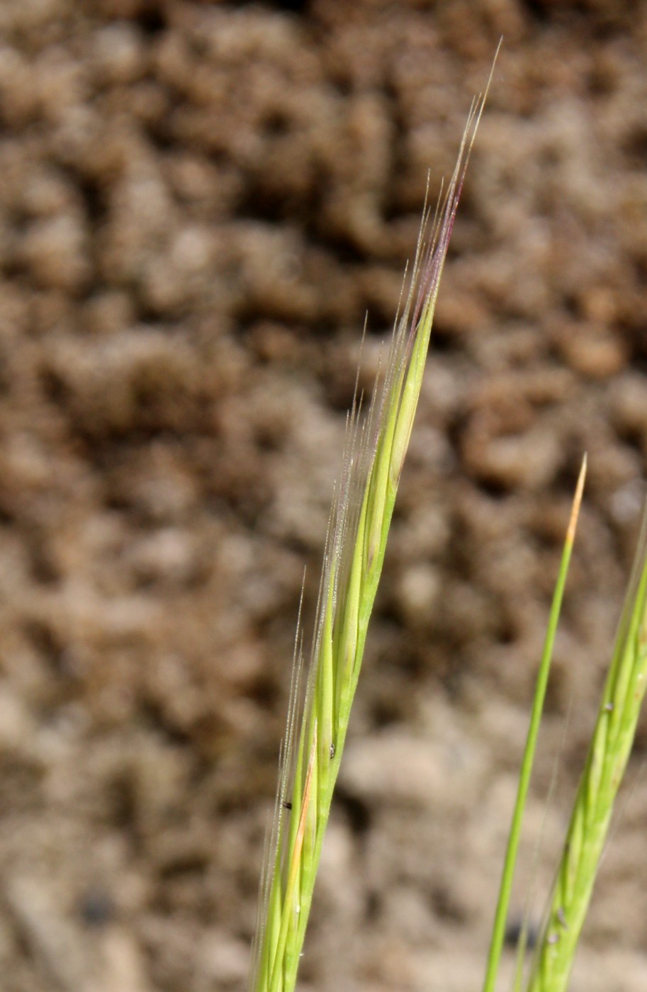 Изображение особи Vulpia ciliata.