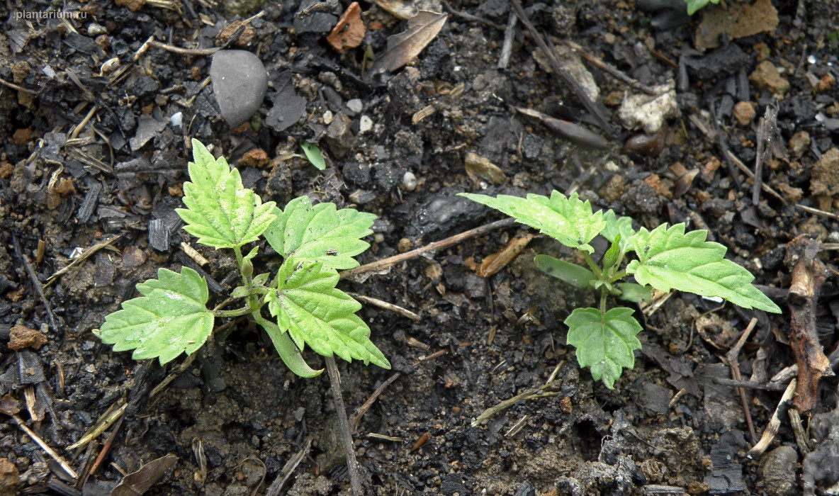 Изображение особи Humulus lupulus.