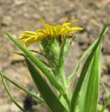 Inula ensifolia. Верхушка побега с соцветием. Краснодарский край, Абинский р-н, окр. пос. Новый, ок. 300 м н.у.м., дубово-сосновый лес. 06.07.2016.