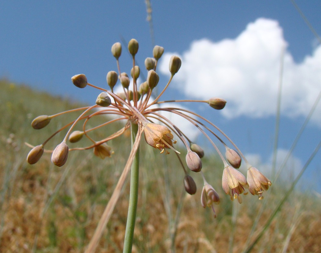 Изображение особи Allium paczoskianum.