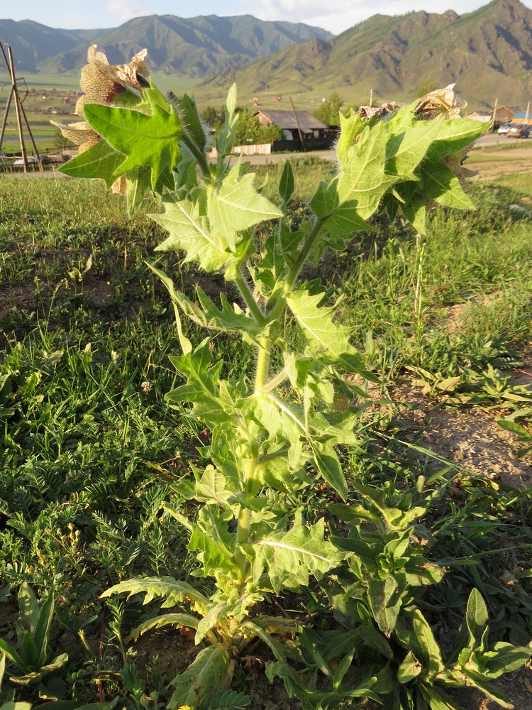 Изображение особи Hyoscyamus niger.