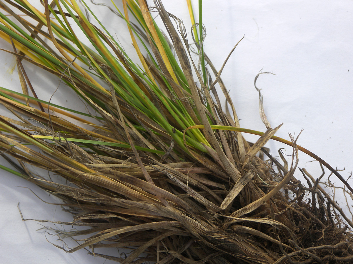 Изображение особи Carex tristis.