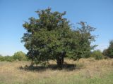 Crataegus monogyna