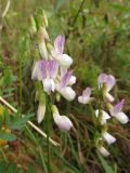 Vicia sylvatica. Соцветие. Томск, между пос. Новый и мкр. Зелёные горки, заброшенный садовый участок. 21.09.2016.