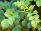 Tecomaria capensis