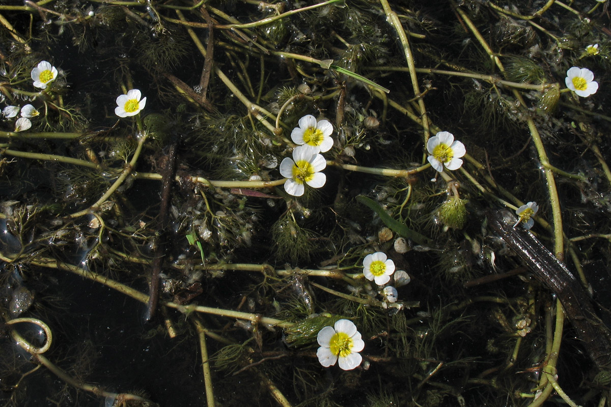 Изображение особи Ranunculus circinatus.