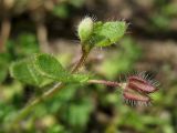 Veronica hederifolia. Верхушка побега с формирующимся плодом, заключённым в чашечке. Нидерланды, провинция Gelderland, община Brummen, Cortenoever, сорное в посевах зерновых. 24 апреля 2010 г.