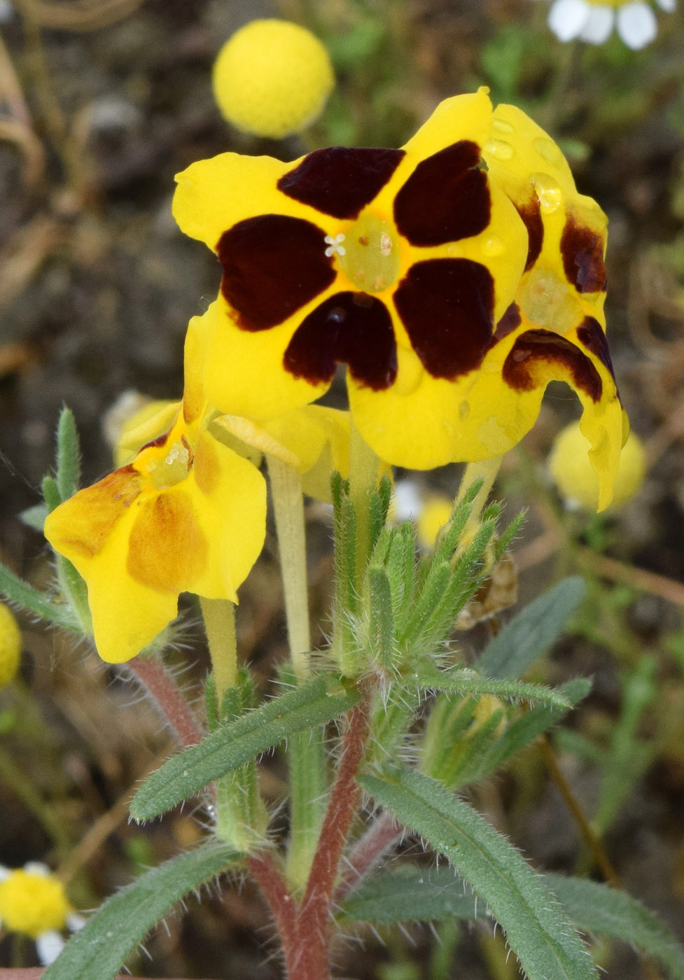 Изображение особи Arnebia coerulea.