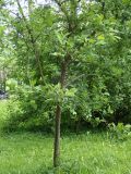 Euonymus europaeus. Цветущее дерево. Москва, Воронцовский парк. 04.06.2017.