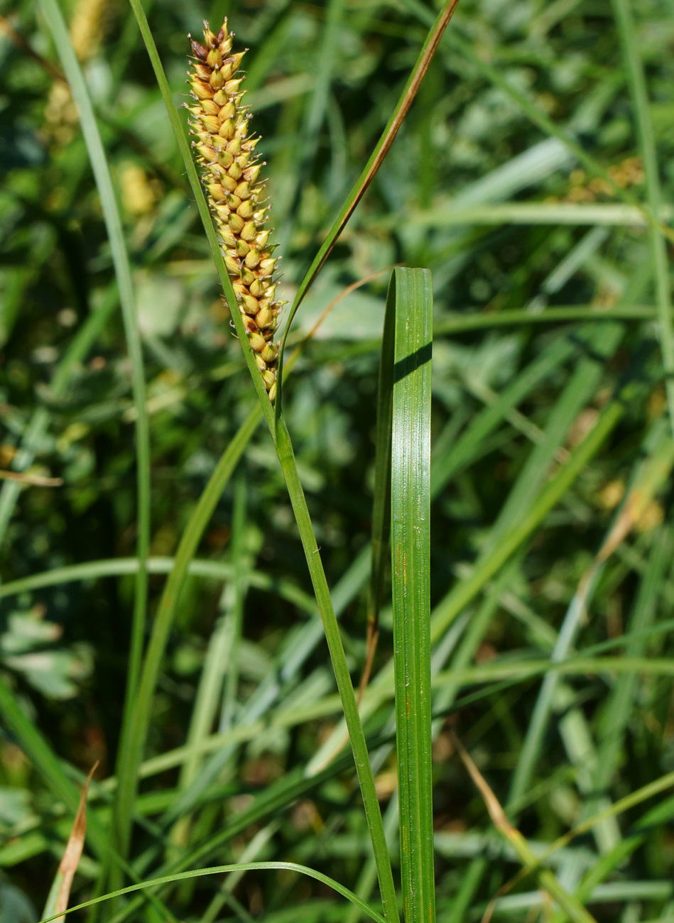 Изображение особи Carex vesicaria.