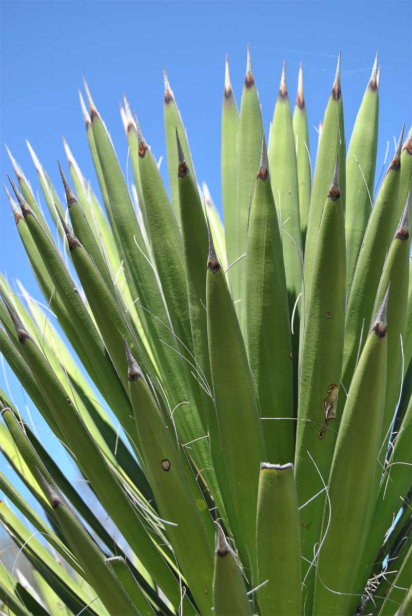 Изображение особи Yucca potosina.