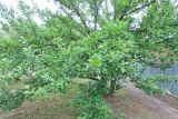 Malus domestica. Дерево с завязавшимися плодами. Краснодарский край, г. Тихорецк, в озеленении. 13.05.2018.