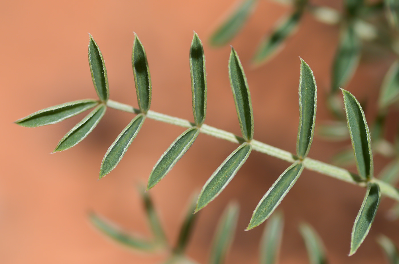 Image of Hedysarum minjanense specimen.