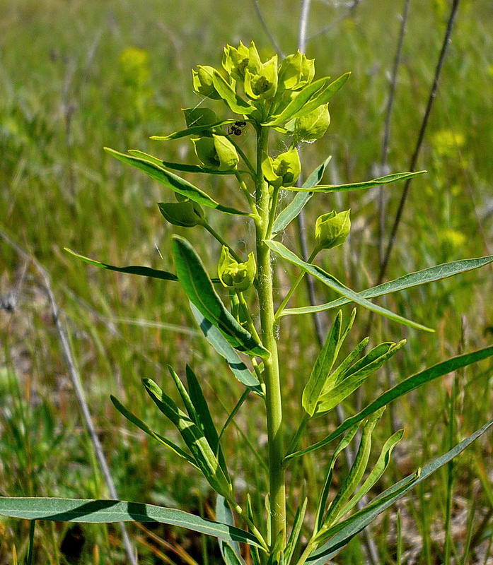 Изображение особи Euphorbia virgata.