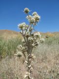 Eryngium macrocalyx