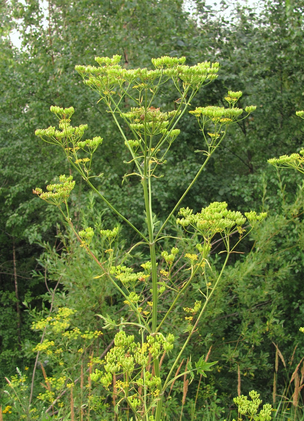 Изображение особи Pastinaca sylvestris.