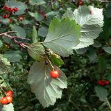 Crataegus chlorocarpa. Верхушка веточки с плодом и листьями (нижняя сторона). Красноярский край, окр. г. Красноярск, заповедник \"Столбы\", смешанный лес, обочина дороги. 13.08.2018.