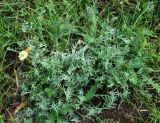 Astragalus dianthus