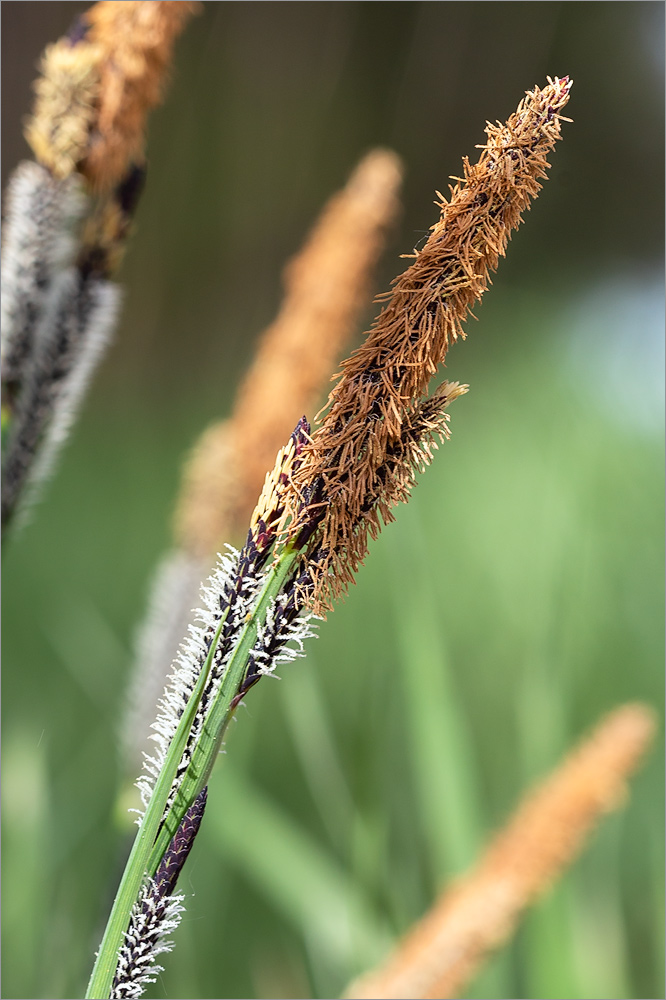 Изображение особи Carex cespitosa.