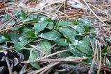 Goodyera repens