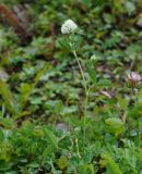 Trifolium разновидность albiflorum