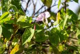 Calystegia spectabilis. Часть побега с цветком, бутоном и завязавшимися плодами. Ленинградская обл., Кингисеппский р-н, окр. дер. Урмизно, побережье Финского залива, приморский луг с разреженным древостоем. 31.08.2019.