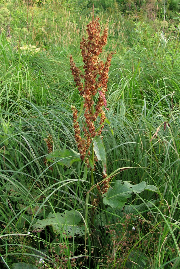 Изображение особи Rumex aquaticus.