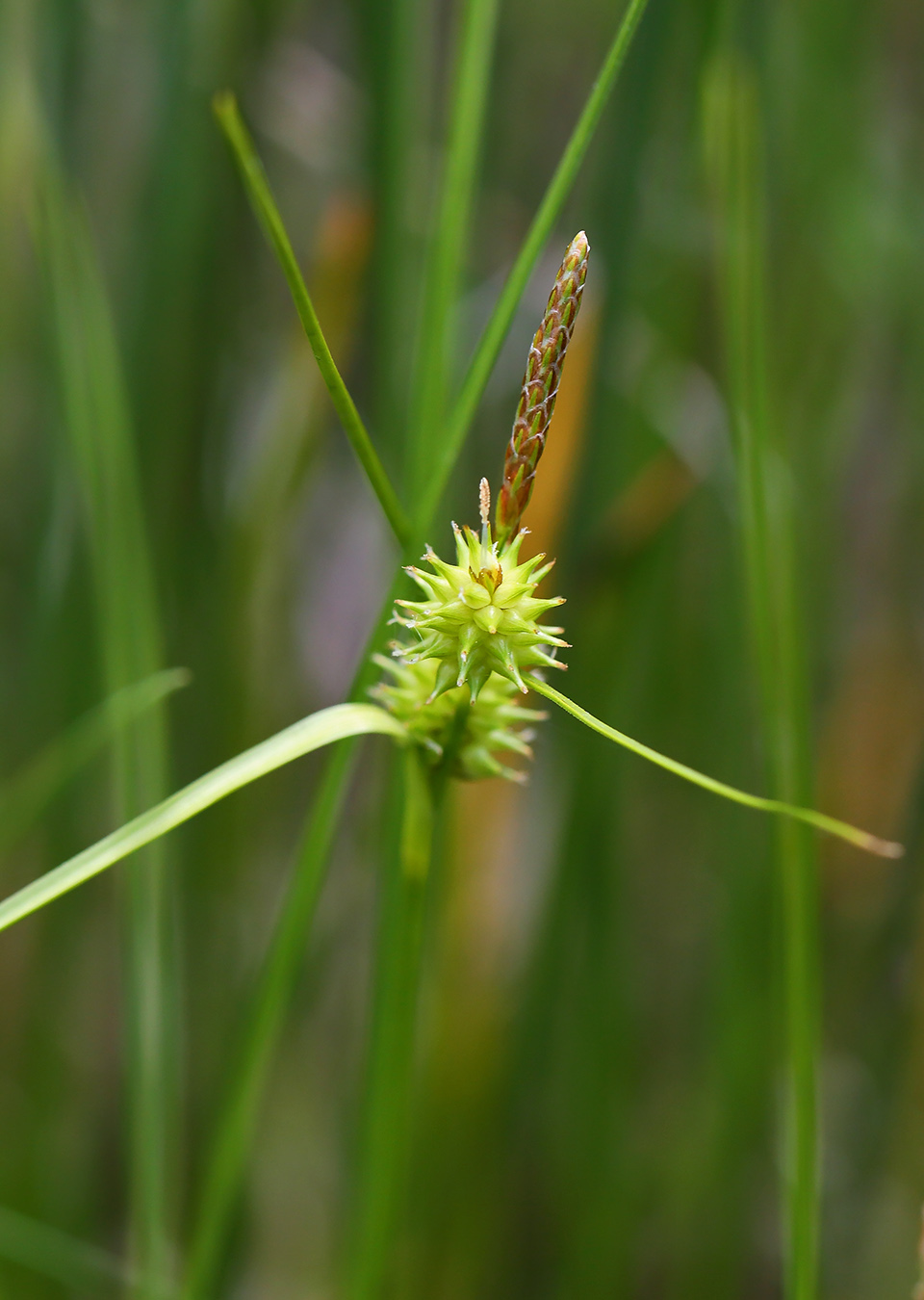 Изображение особи Carex serotina.