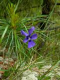 Viola altaica