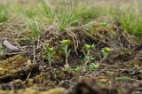 род Alyssum