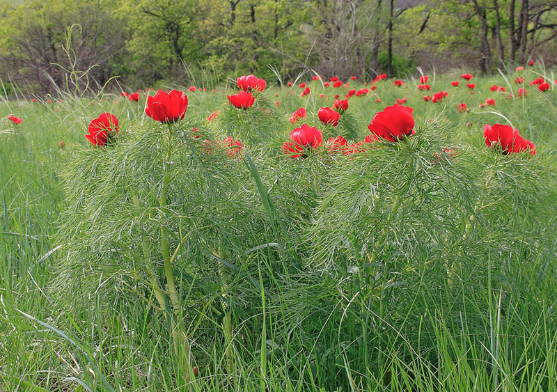 Image of Paeonia tenuifolia specimen.