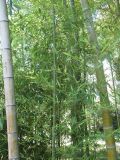 Phyllostachys pubescens. Старые стволы и молодой побег с олиственными ветвями. Абхазия, г. Сухум, ботанический сад. 24 июля 2008 г.