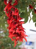 Erythrina crista-galli. Соцветие. Турция, г. Анталья, бульвар Акдениз, в городском озеленении. 13.06.2023.